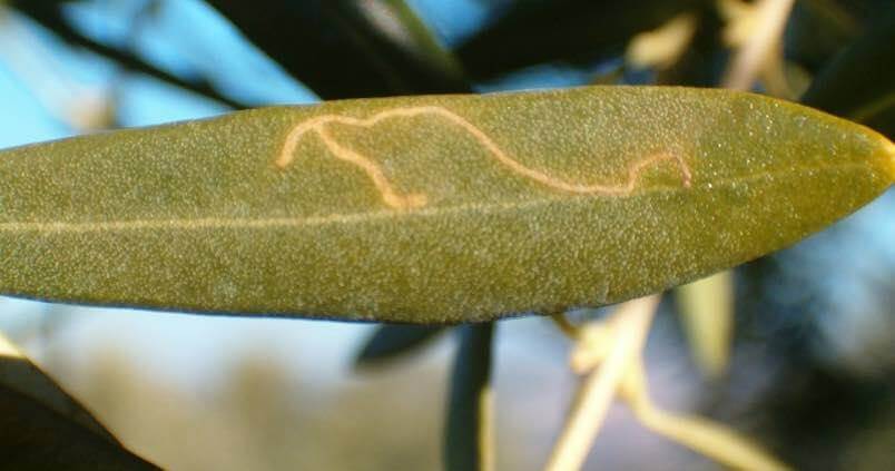 Prays o polilla del olivo: qué es, cómo se origina y cómo eliminar de forma efectiva