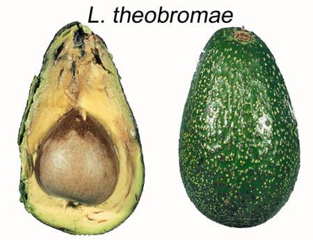 Podridão negra: sintomas e danos em abacates