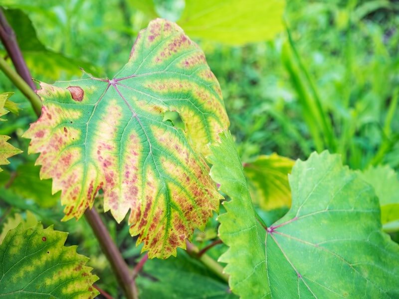 How to recognize and combat vine tinder