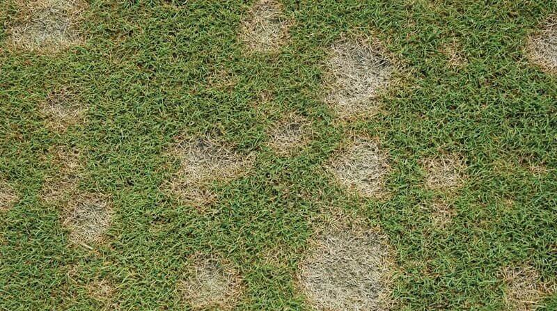 Dollar spot on lawns | idMicrobe
