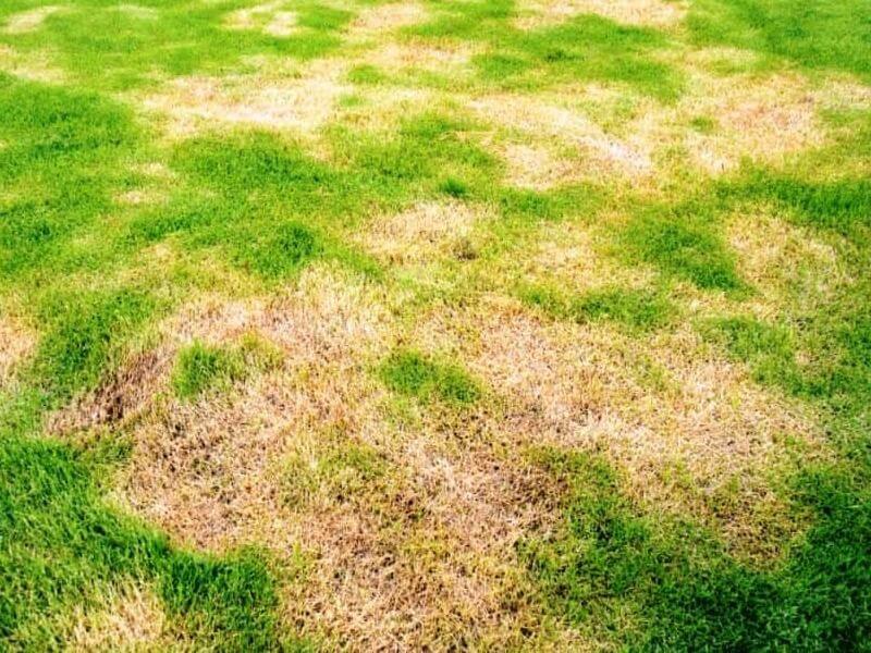 Síntomas, tratamientos y recomendaciones para tratar mancha parda en cesped