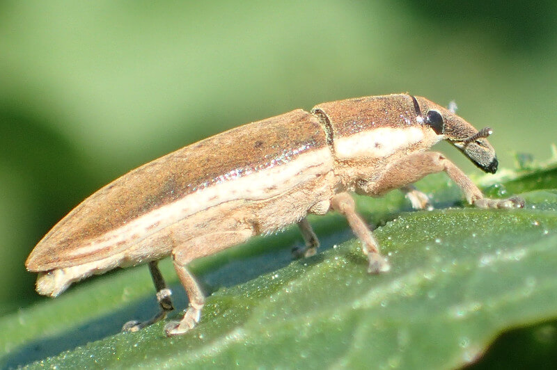 Cleonus on beets | idMicrobe