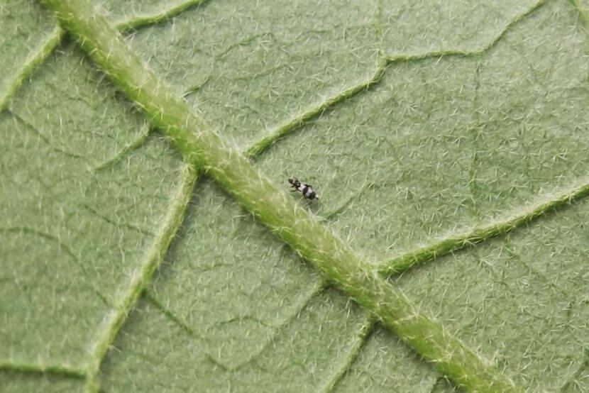 Trips en Cannabis: Cómo se reconoce y se trata eficazmente