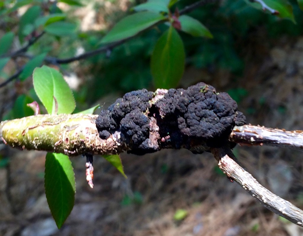 Nó preto em cereja | idMicrobe