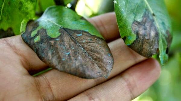 Danos causados por fogo bacteriano em pereira