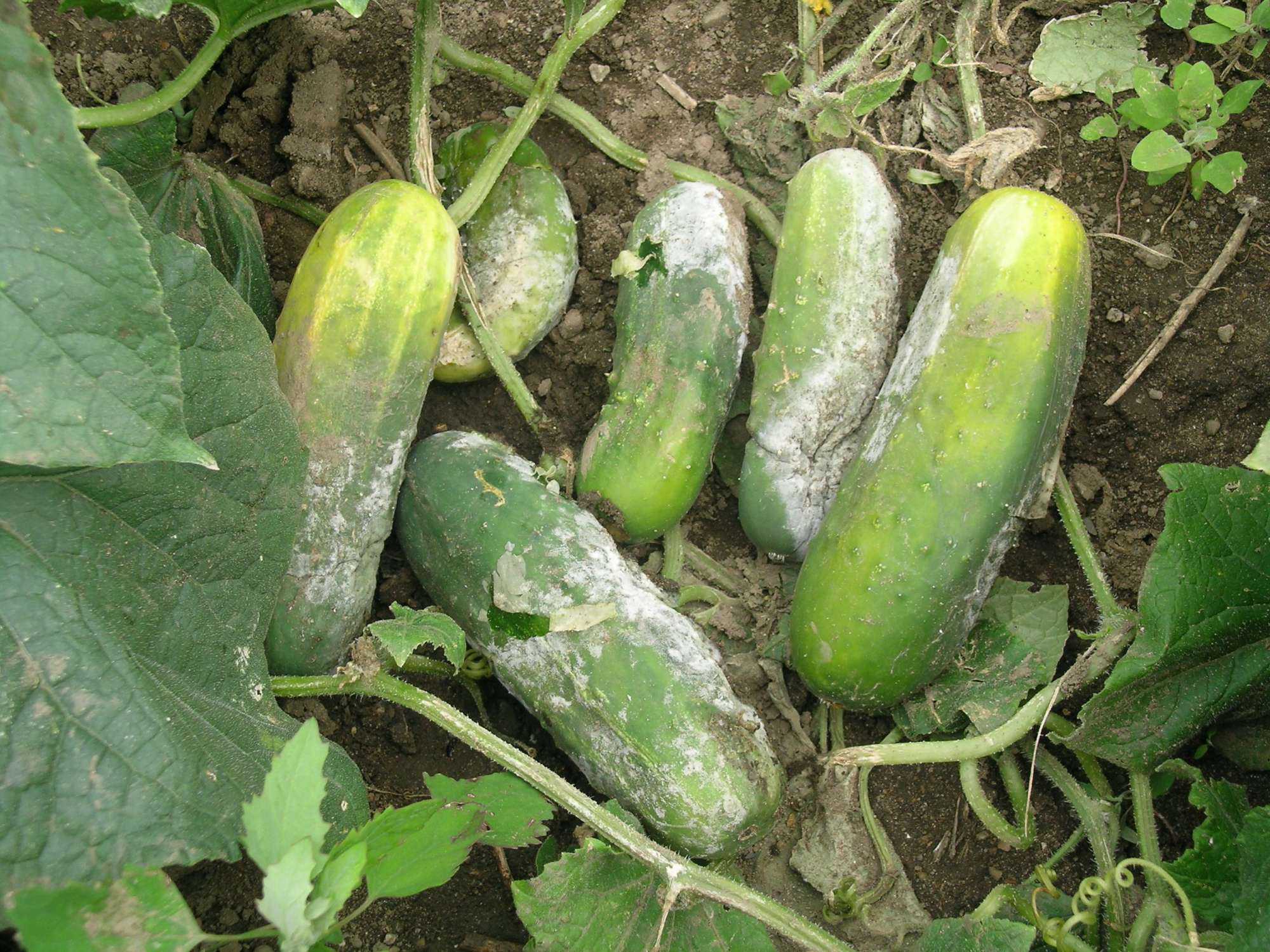 Mildiu: Síntomas, daños y soluciones en frutos