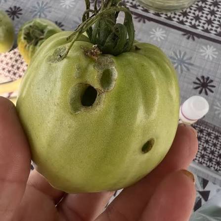 Caracoles y babosas: Síntomas, daños y soluciones en frutos