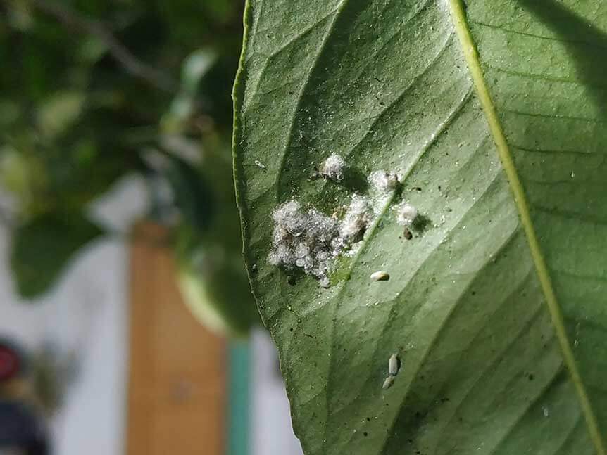 Mosca blanca algodonosa en Limonero: Cómo se reconoce y se trata eficazmente