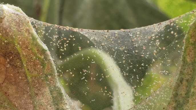 Ácaro vermelho na beterraba sacarina | idMicrobe