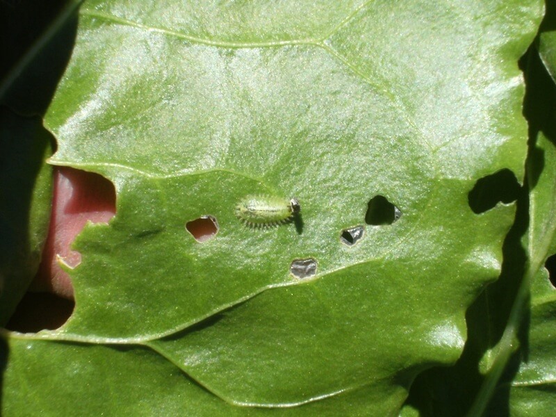 Cassida: what it is, how it originates, and how to eliminate it effectively