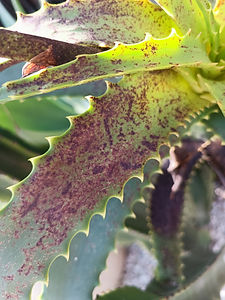 Thrips sur Aloe arborescens | microbe