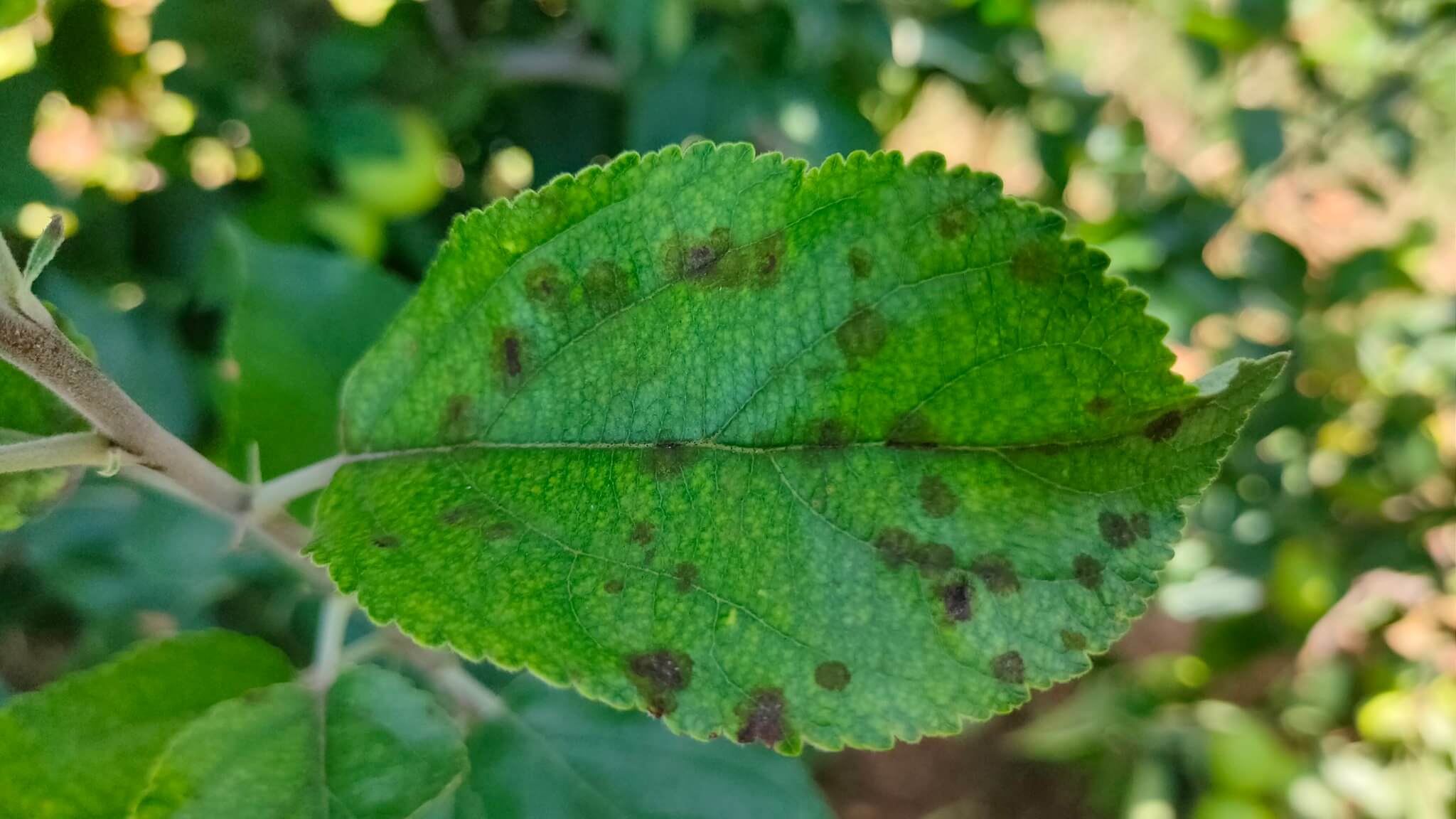 Sarna o moteado: Síntomas y daños en Frutales de pepita