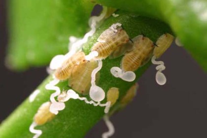 Damage caused by the Asian Citrus Psyllid in orange trees