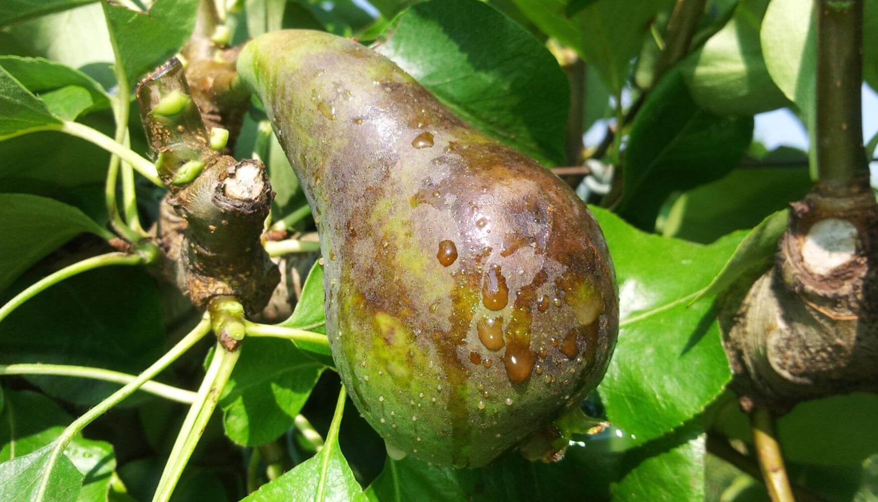 Fruit affected by bacterial disease with spots and lesions on the surface