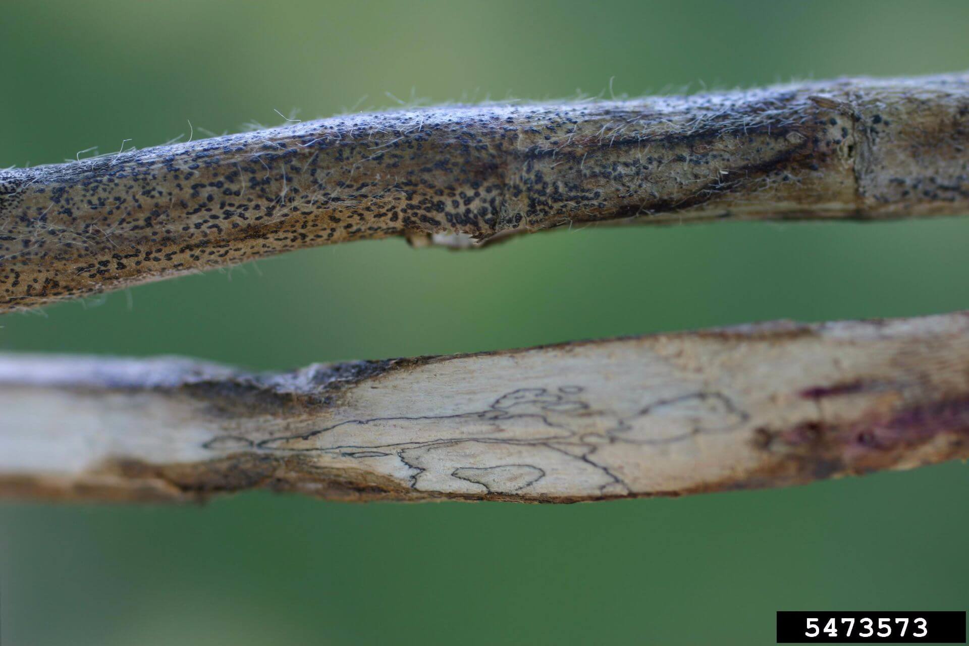 Charcoal rot: Symptoms and damage in potatoes