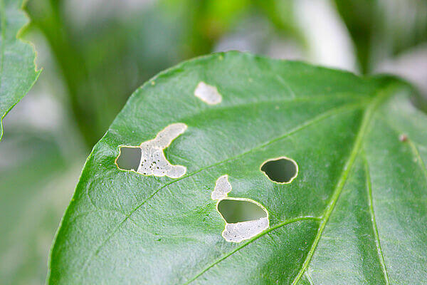 Gusanos en berries | idMicrobe