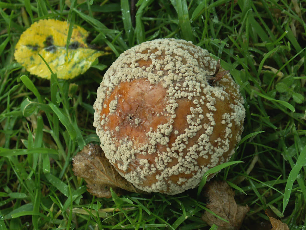 Monilia, brown rot or brown rot: Symptoms and damage in pome fruit trees