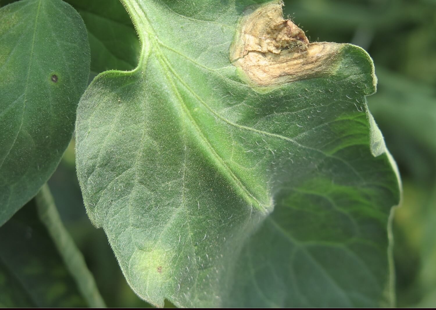 Podridão cinzenta: o que é, como se origina e como eliminá-la eficazmente