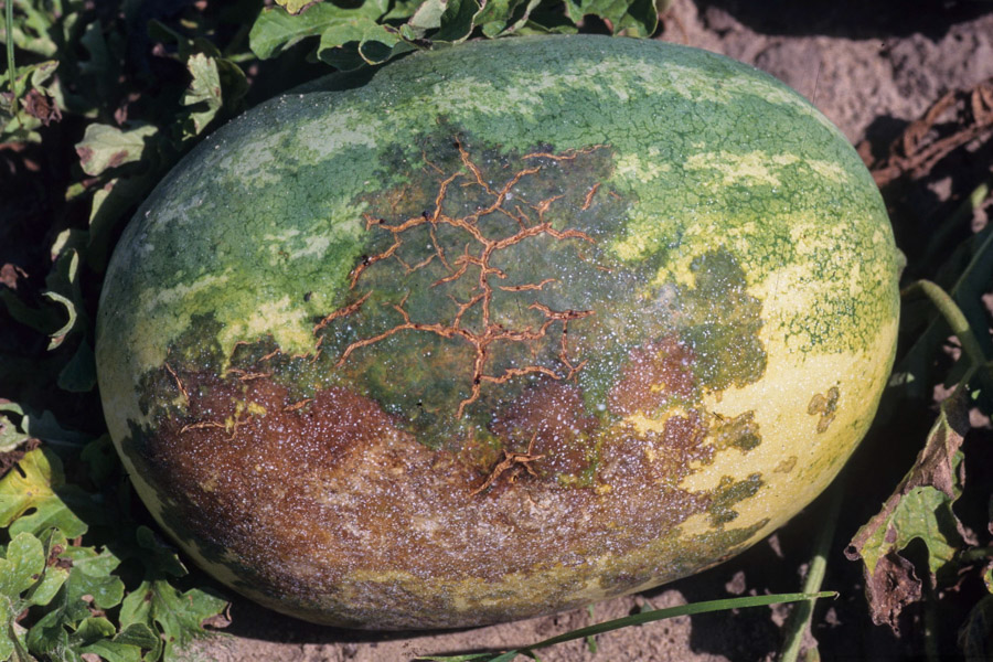 Bacterial Spot: Symptoms and Damage on Pumpkin