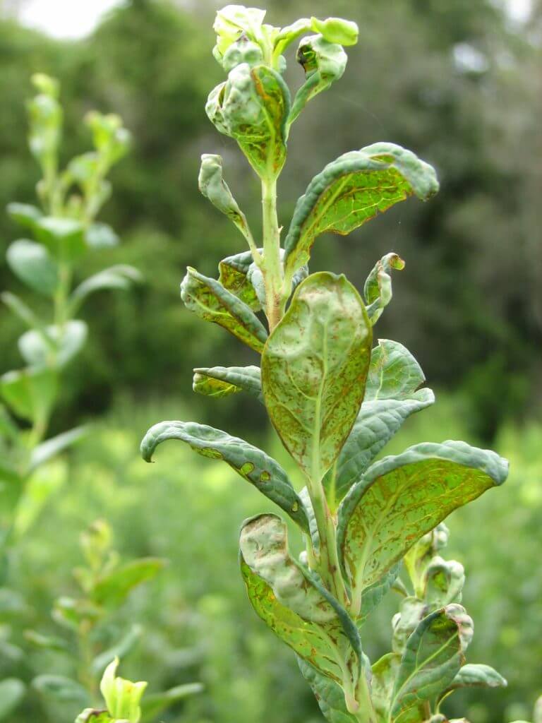 Trips (Scirtothrips dorsalis): qué es, cómo se origina y cómo eliminar de forma efectiva en arándano