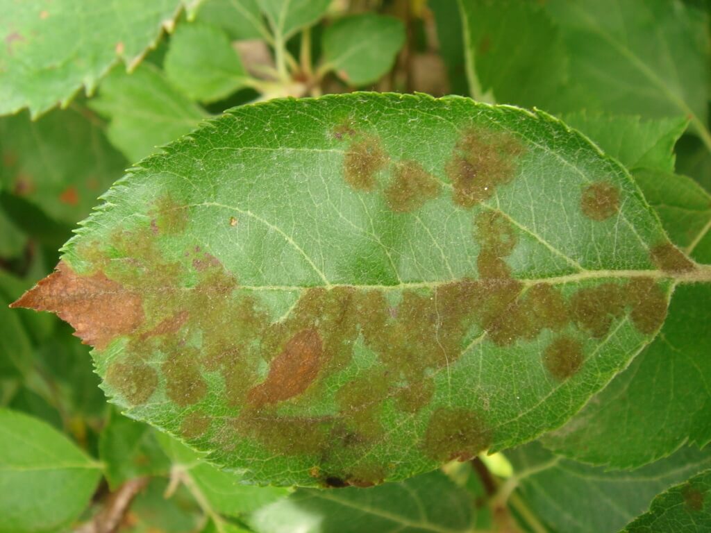 Moteado o roña en frutales de pepita | idMicrobe