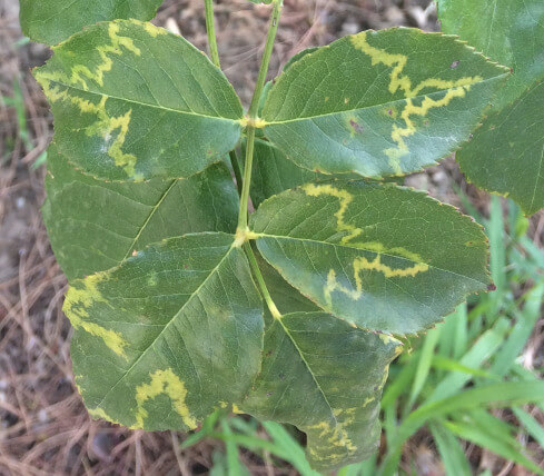 Necrotic ring spots on prunus trees: what they are, how they occur, and how to effectively remove them.