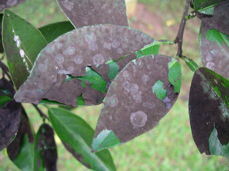 Negrilla o fumagina en Naranjo: Cómo se reconoce y se trata eficazmente