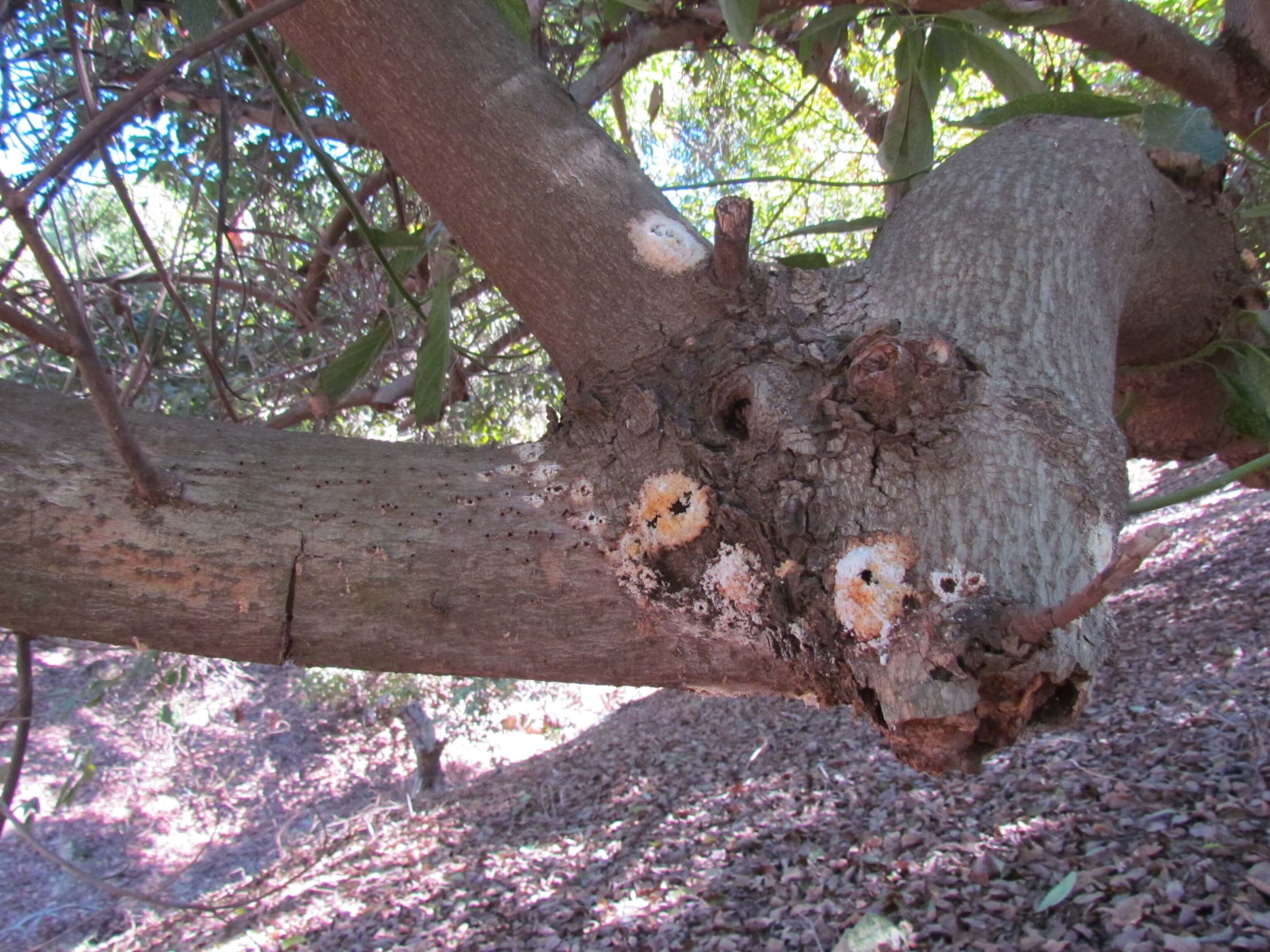 Murcha de fusarium no abacate: como reconhecê-la e tratá-la eficazmente