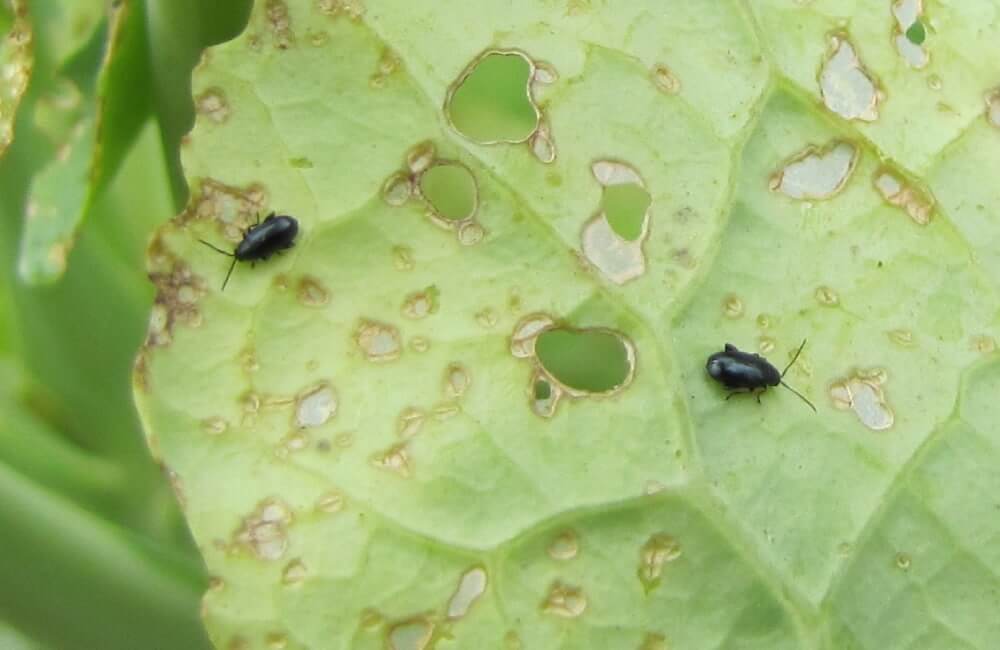 Pulguilla de la col en rábano | idMicrobe