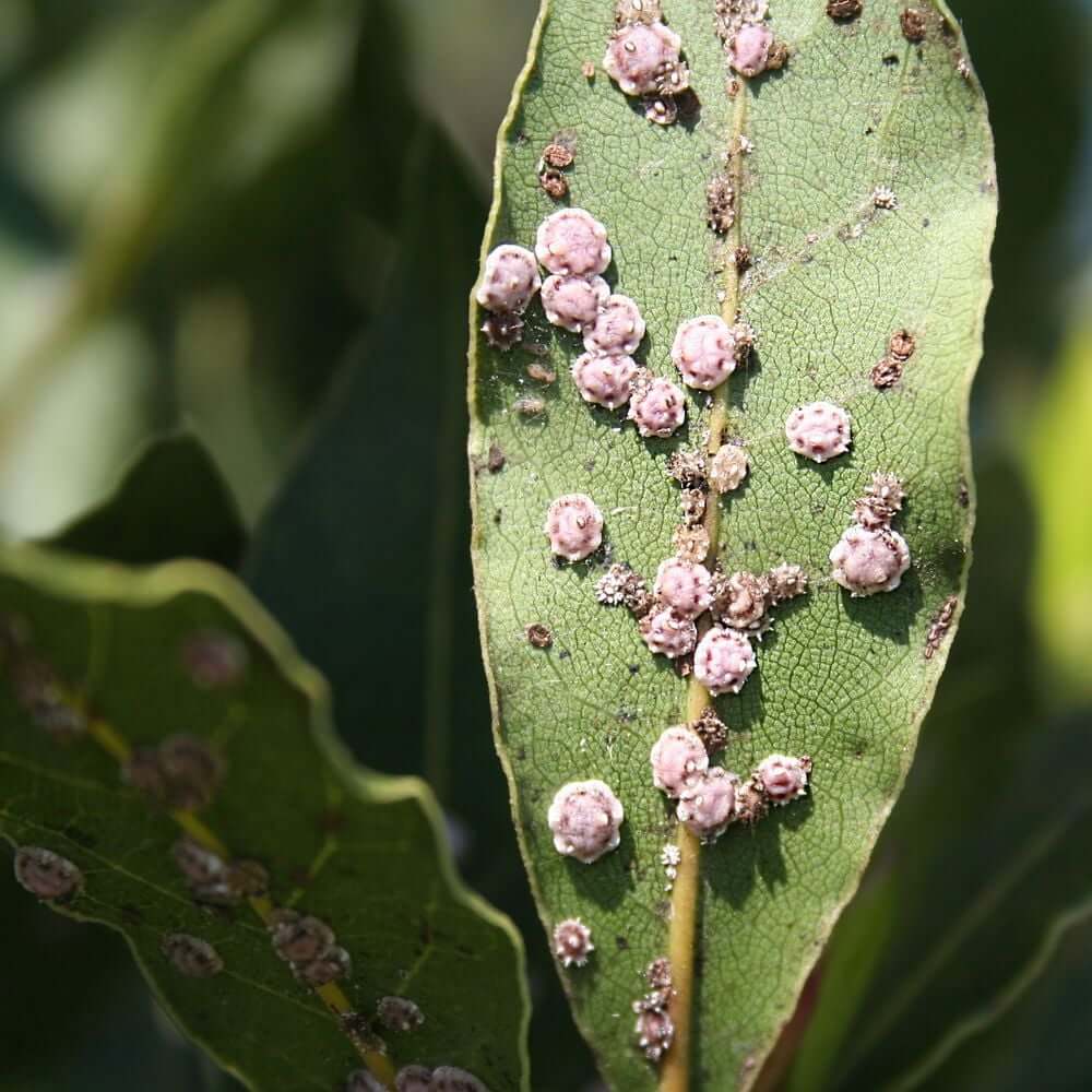 Cochenilles farineuses sur plantes ornementales | idMicrobe