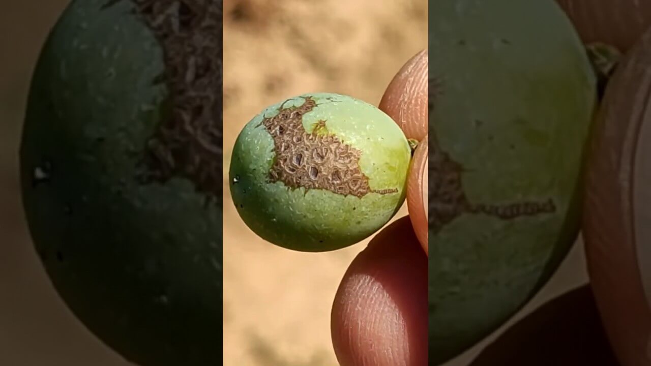 Vine Thrips | idMicrobe