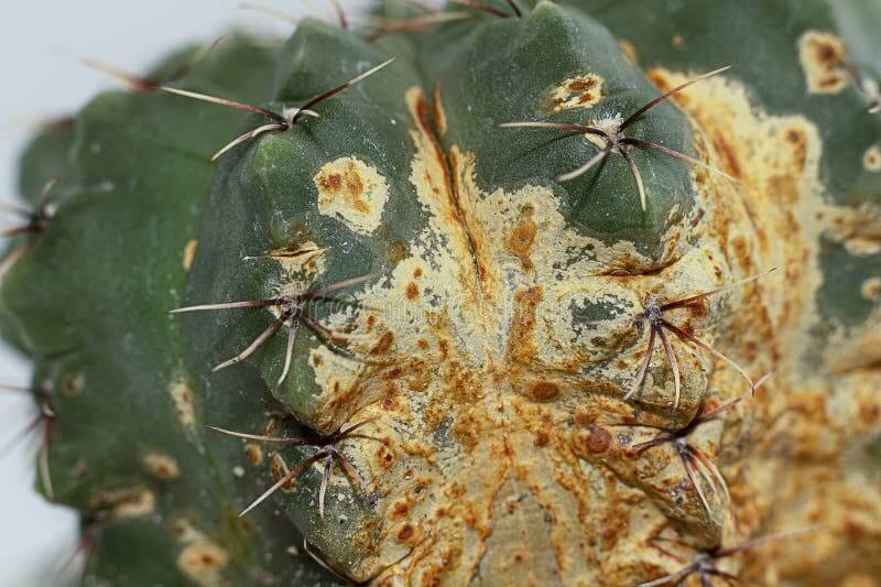 Rouille du cactus : qu'est-ce que c'est, comment se produit-elle et comment l'éliminer efficacement.