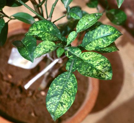 Virus de la mosaïque des agrumes : symptômes et dégâts sur les agrumes