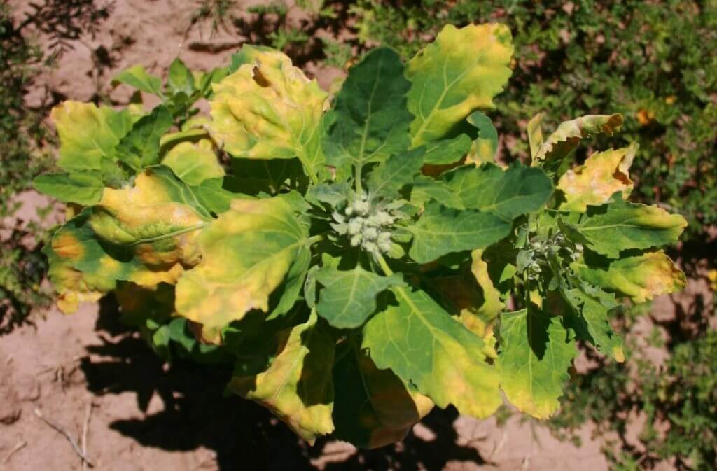 Mildiu: qué es, cómo se origina y cómo eliminar de forma efectiva en quinoa