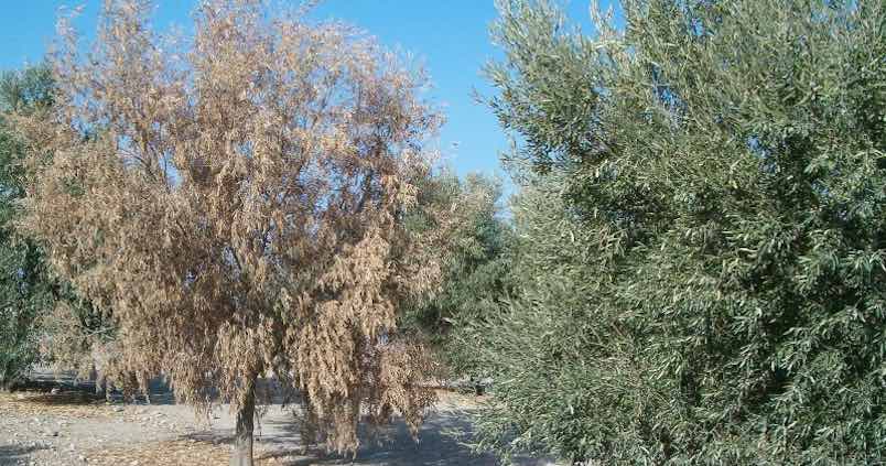 Murcha de Verticillium ou murcha da oliveira | idMicrobe