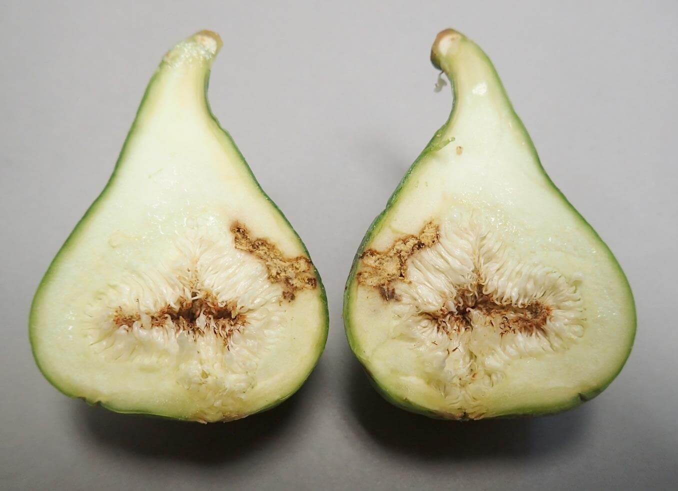 Mosca de los higos: qué es, cómo se origina y cómo eliminar de forma efectiva