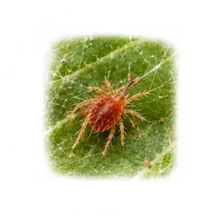 Araña roja