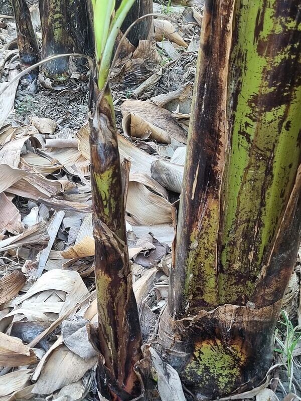 Banana red spot thrips | idMicrobe