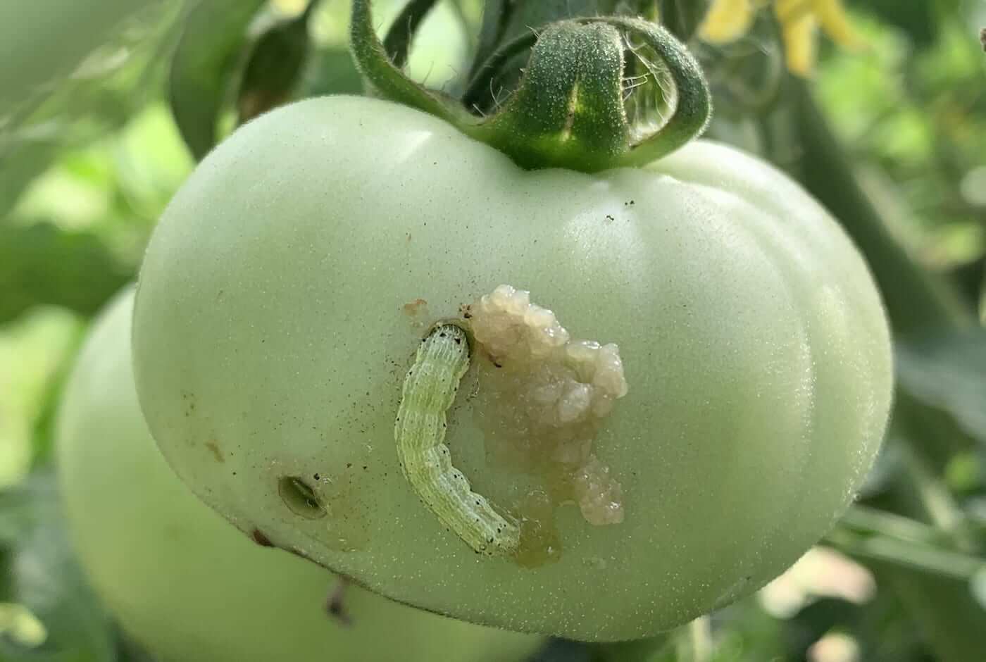 Héliothis sur tomate | idMicrobe