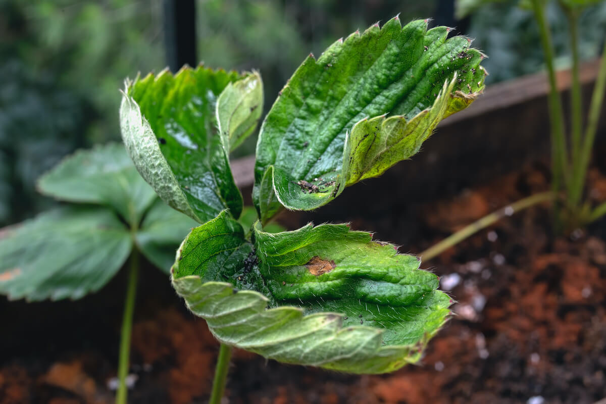 Carence en calcium chez les plantes : symptômes et dommages visibles sur les cultures