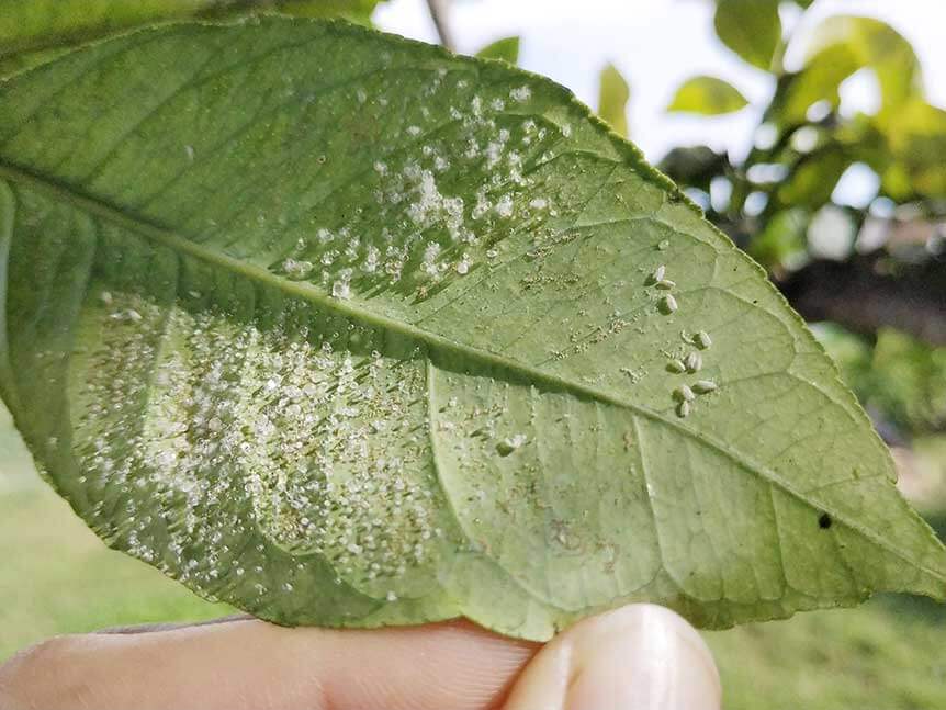 Whitefly: Symptoms and damage in ornamental plants