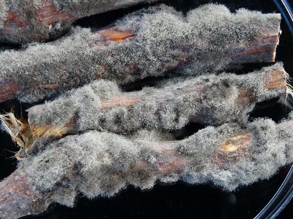 Podridão cinzenta em cactos e suculentas | idMicrobe