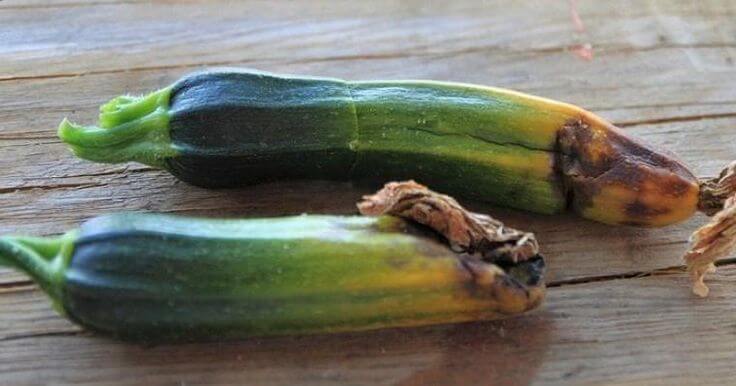 Canker or gum rot in edible cucurbit skin: How to recognize and treat it effectively