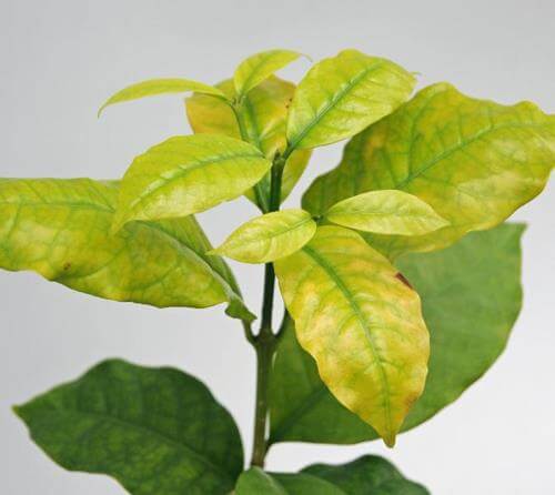 Dommages causés par une carence en soufre dans les plantes