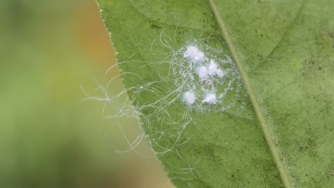 Aleurode : symptômes et dégâts sur les orangers