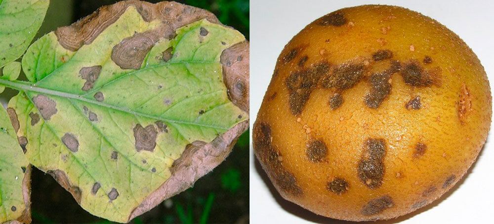 Antracnose: Sintomas e danos em batatas