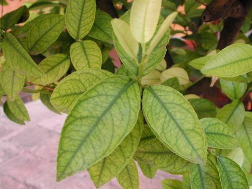 Deficiência de ferro em plantas | idMicrobe