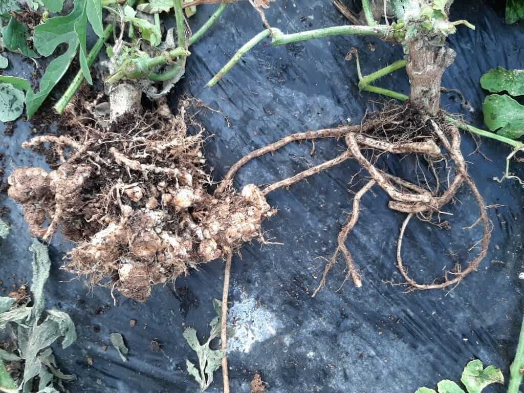 Nématodes à galles chez les courges | idMicrobe