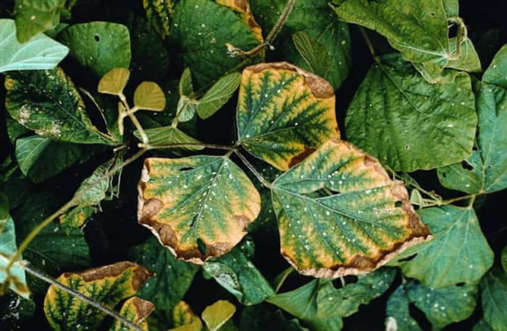 Danos causados pela deficiência de potássio nas plantas