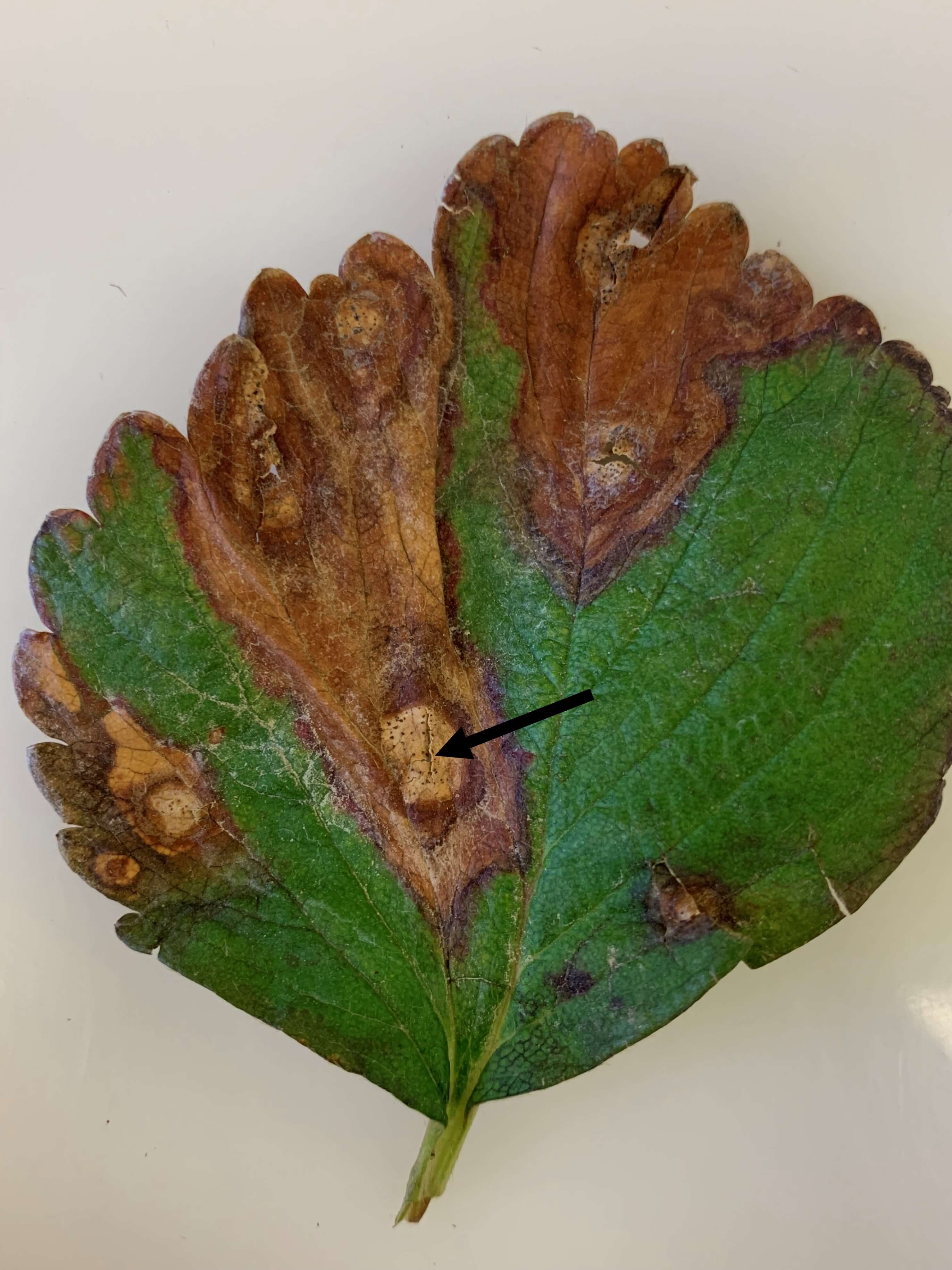 Crown and stem rot: what it is, how it occurs, and how to effectively eliminate it